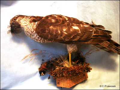 sparrowhawk 1882 oct 2009